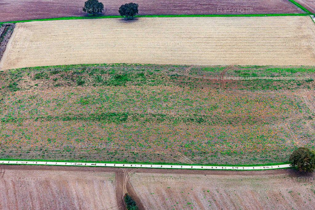 Luftbild: Feld mit Hokaido Kürbissen in Steinfeld im Bundesland Rheinland-Pfalz in Deutschland. Foto: IMG_150039.jpg vom 10.10.2025 durch Werner Riehm/FLY-FOTO.de
