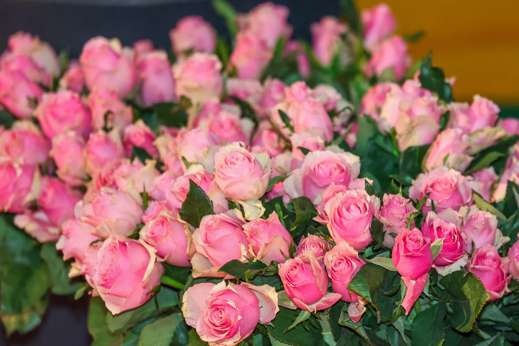 top-top.de250214-017 | Die 3. Weseler SportNacht, die große Sportgala mit Ehrungen der Weseler Sportler des Jahres 2024 findet am Freitag, den 14.02.2025 im Festzelt an der Rheinpromenade statt.Foto: Erwin Pottgiesser