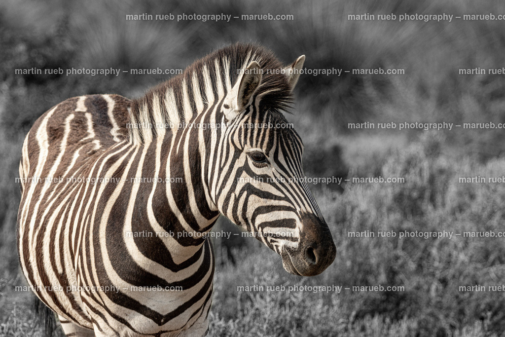 Unique pattern | A unique pattern of a zebra - Realisiert mit Pictrs.com