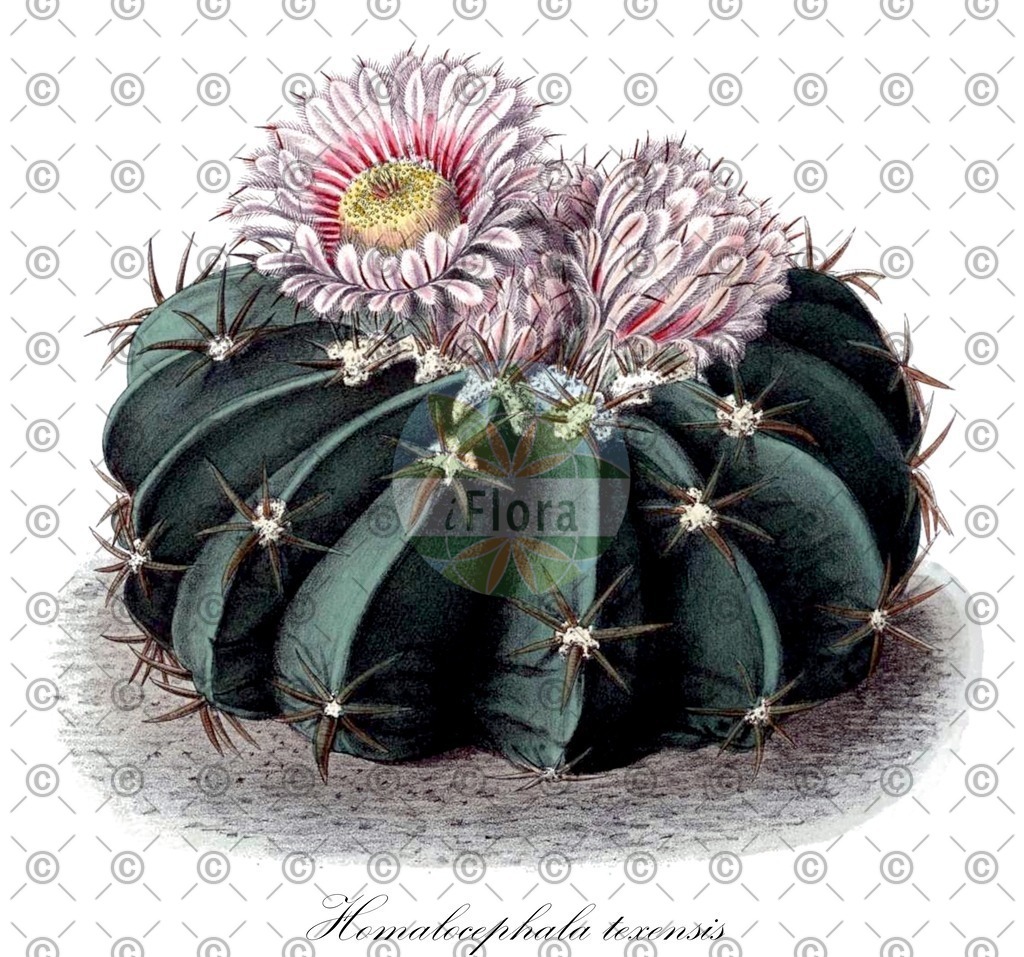 HistAbb_wfo-0000214962_1_ENZY_Simple | Historische Abbildung von Homalocephala texensis - Cactaceae | Historical Illustration of Homalocephala texensis - Cactaceae (devil's-head;horse-crippler)