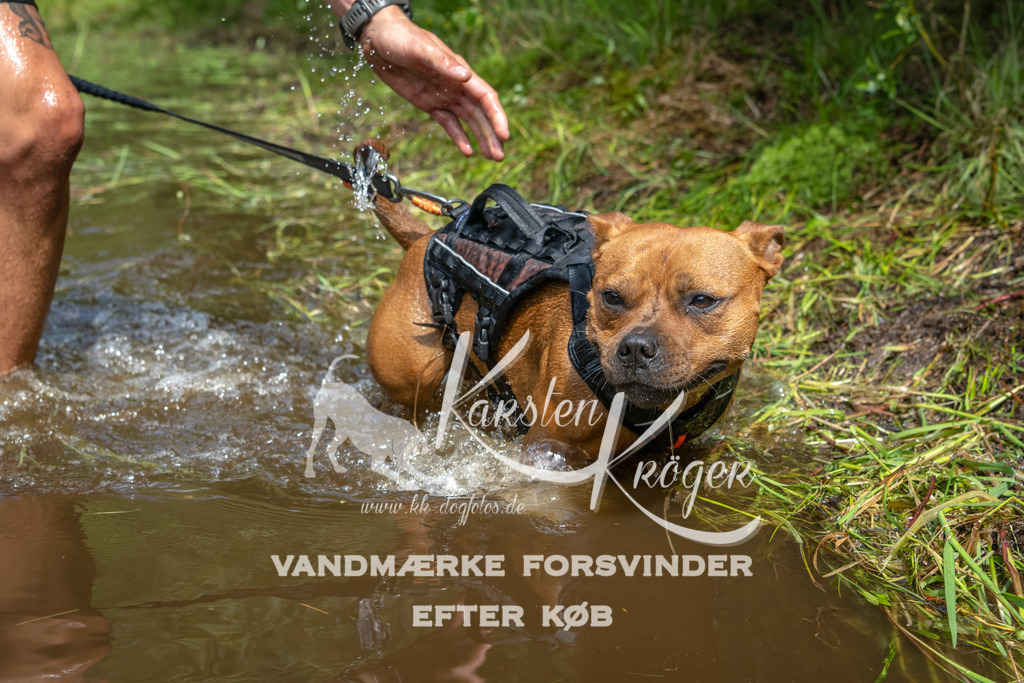 1231DKK993039 | kk-dogfotos