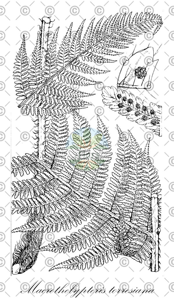 HistAbb_wfo-0001262209_1_ENZY_Simple | Historische Abbildung von Macrothelypteris torresiana - Thelypteridaceae | Historical Illustration of Macrothelypteris torresiana - Thelypteridaceae (torres's fern)