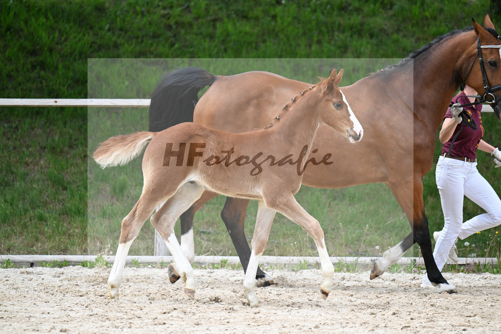 Kat-Nr. 30 HF Ermitage Kalone x Plot Blue_Kornes_24260825 | hf-fotografie - Realisiert mit Pictrs.com