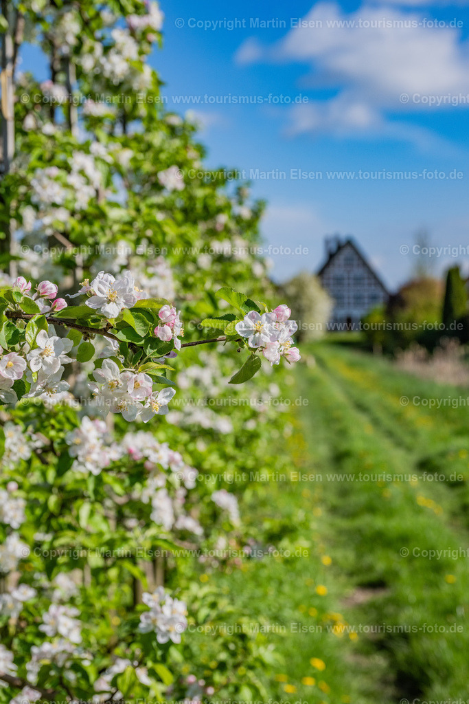 Altes Land Blüte Fachwerk_ELS_2087150424 | Fotos aus den Touristenorten aus Norddeutschland. - Realisiert mit Pictrs.com