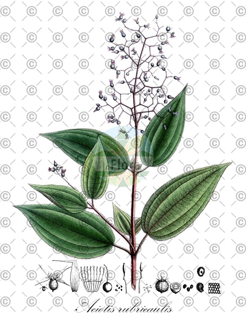 HistAbb_wfo-0001078956_1_ENZY_Simple | Historische Abbildung von Aciotis rubricaulis - Melastomataceae | Historical Illustration of Aciotis rubricaulis - Melastomataceae
