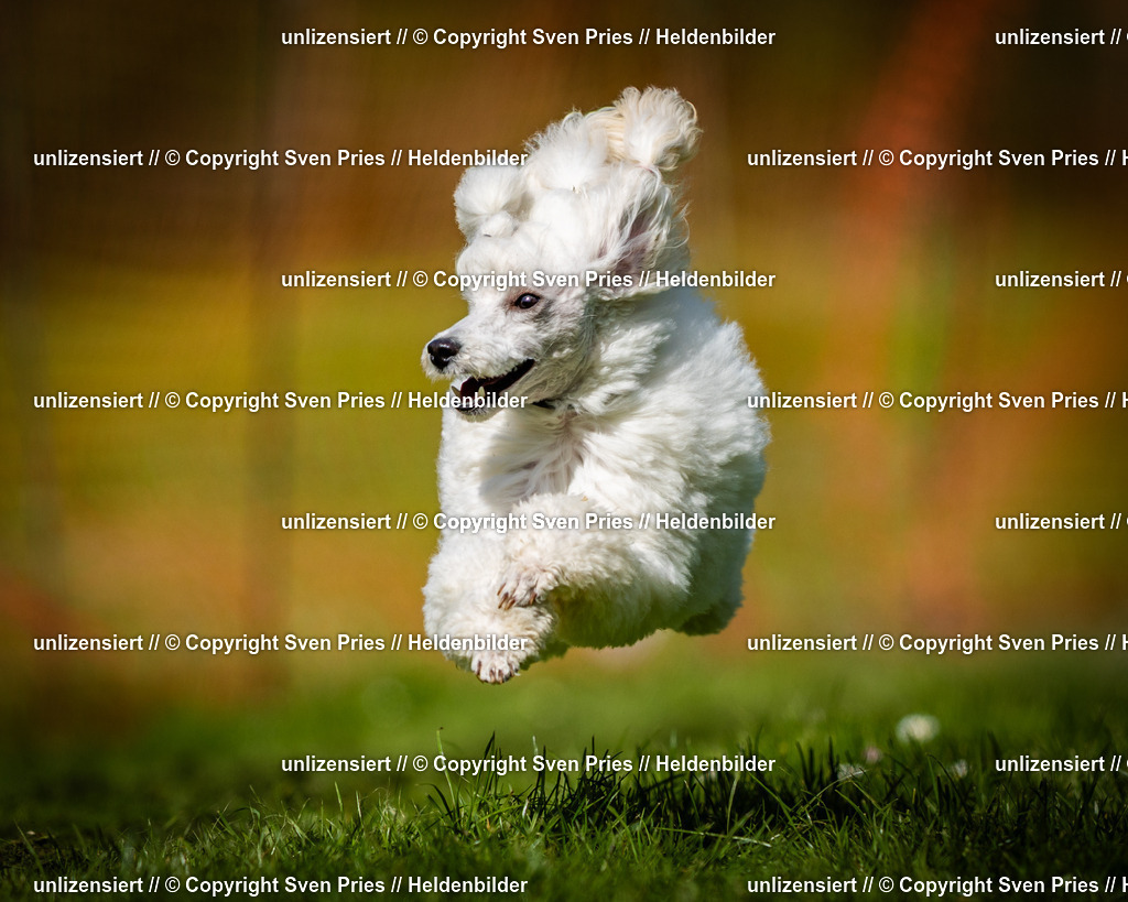 Sven Pries | 2025-04-13 - Hunderennen Baden-Baden - Realisiert mit Pictrs.com