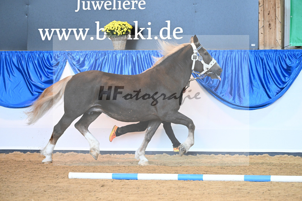 Kat-Nr. 88 Esmeralda S_Schelle_53220516 | hf-fotografie - Realisiert mit Pictrs.com