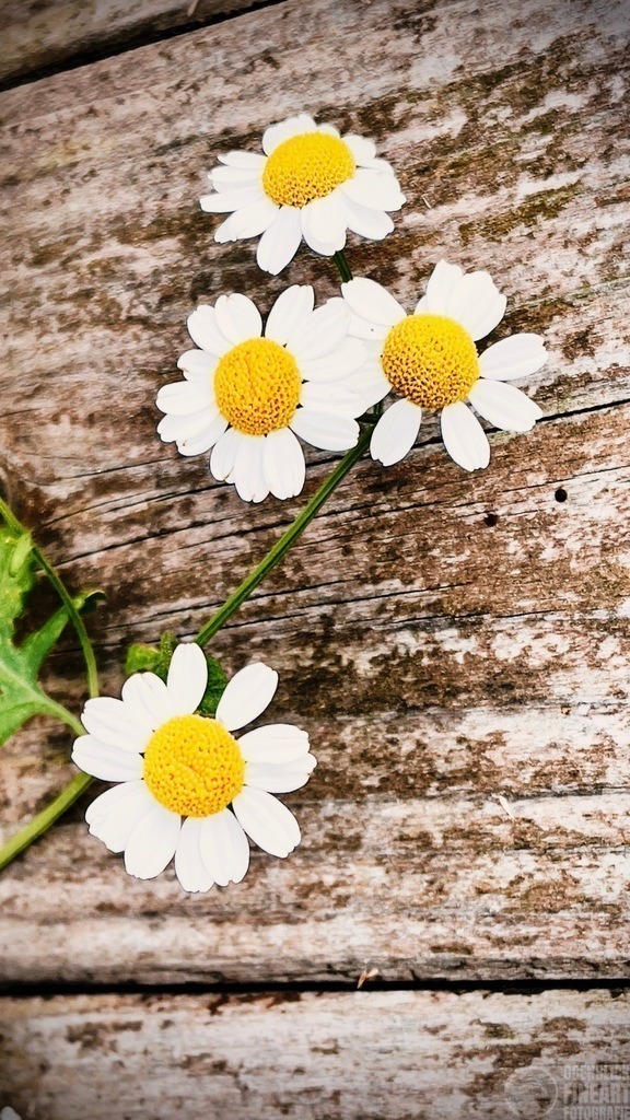 IMG_0099 Edited | Björn Thiemann; Ogenblick.de; Fotografie; Photograph; Landscape, Pellworm, Schleswig-Holstein; Inselfotograf; Inselfotografien; Wattenmeer; National-Park; Naturschutzgebiet; Leuchtturm; Lighthouse; Leinwandbilder; Kalender; Pellworm Kalender;  - Realisiert mit Pictrs.com
