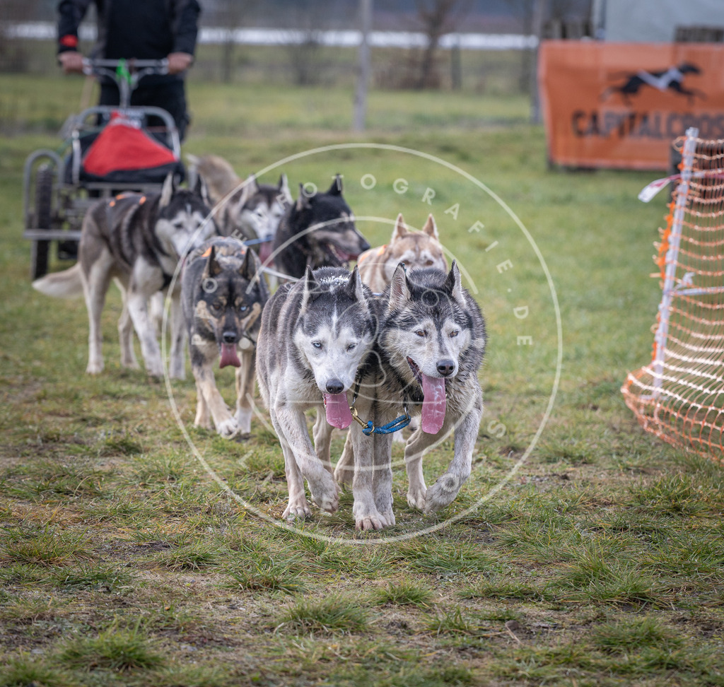 Pfotenfotografie_DV3A7032 | Hundefotografie, Tierfotograf, Pfotenfotografie, Fotoshooting Hund, Hunde Portrait, Hundesport, Hundeportraits, Heideshooting, Hunde, Sportfotograf, Hundefotograf, Turnierhundsport, THS,  - Realisiert mit Pictrs.com