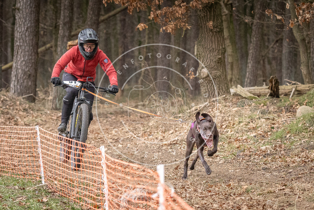 Pfotenfotografie_DV3A1387 | Hundefotografie, Tierfotograf, Pfotenfotografie, Fotoshooting Hund, Hunde Portrait, Hundesport, Hundeportraits, Heideshooting, Hunde, Sportfotograf, Hundefotograf, Turnierhundsport, THS,  - Realisiert mit Pictrs.com