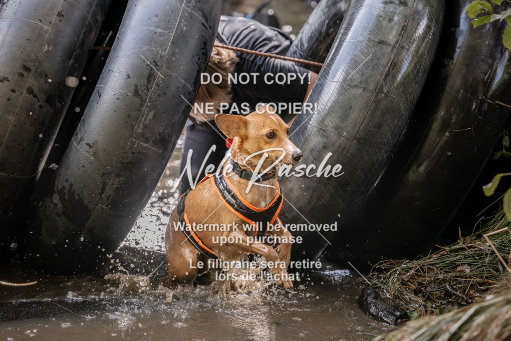 nelerasche_Hunsrück2026_Sa1400-1500_409 | nelerasche