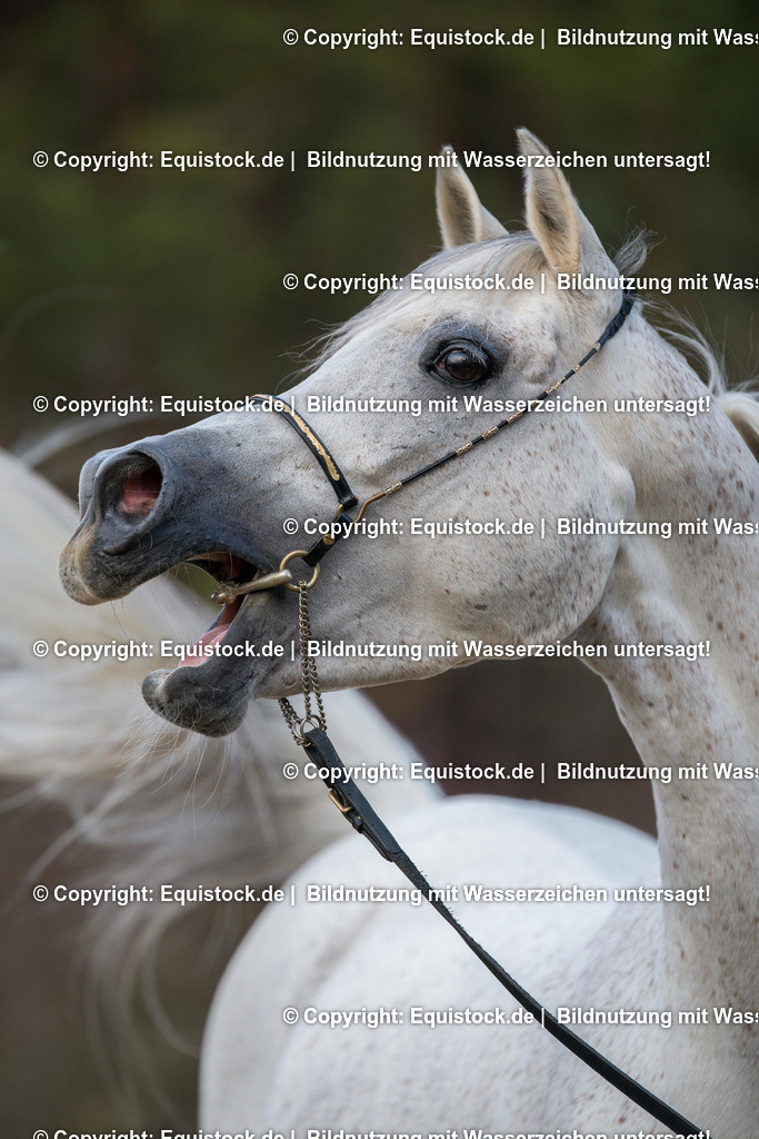 20160312_Araber_Wiehert_0001 | equistock