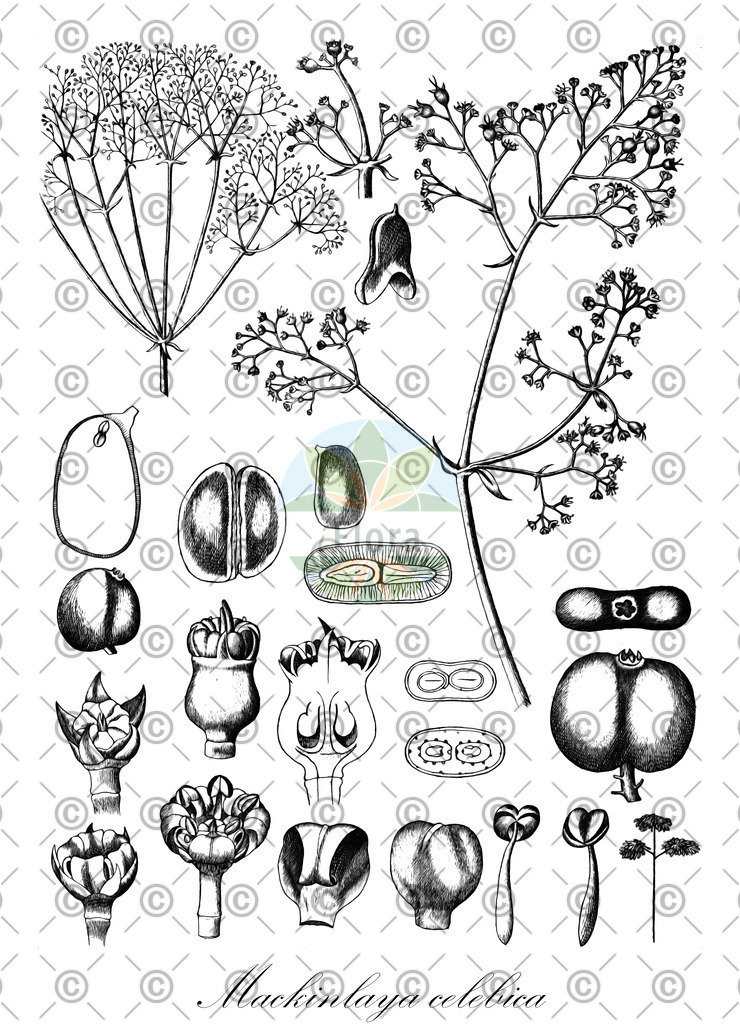 HistAbb_wfo-0001046909_1_ENZY_Simple | Historische Abbildung von Mackinlaya celebica - Apiaceae | Historical Illustration of Mackinlaya celebica - Apiaceae