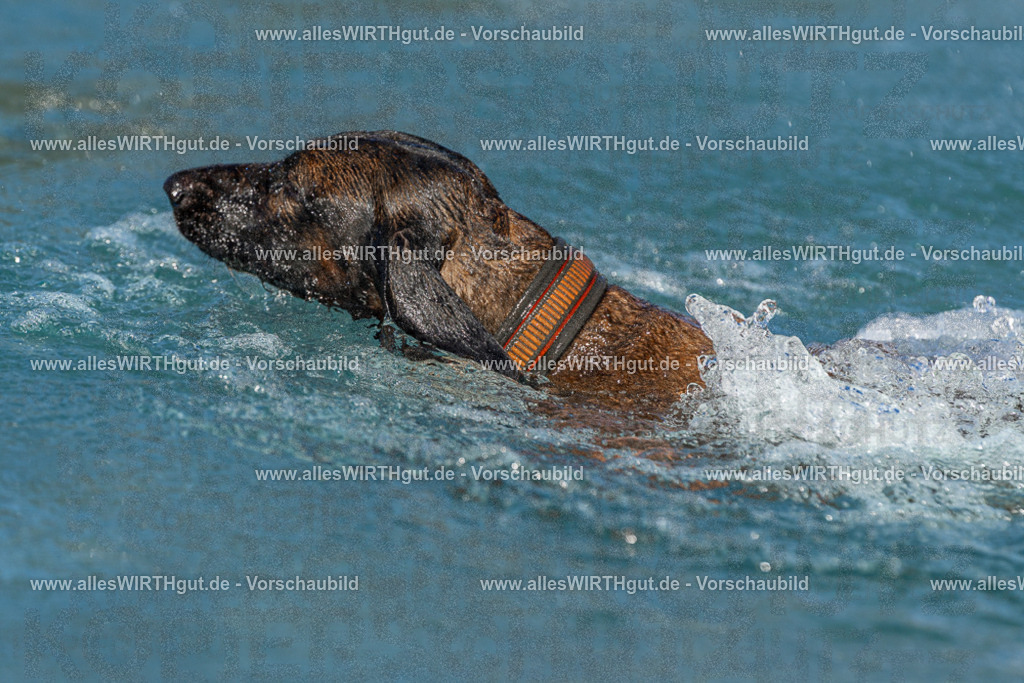 Hundeschwimmen_Volksbad_2026-allesWIRTHgut_Tierfotografie-2609061030-FAY05917 | Professionelle Tierfotografie in Mönchengladbach von Daniel Wirth (allesWIRTHgut). Liebevolle & natürliche Bilder von Hunden & Katzen für unvergessliche Erinnerungen.