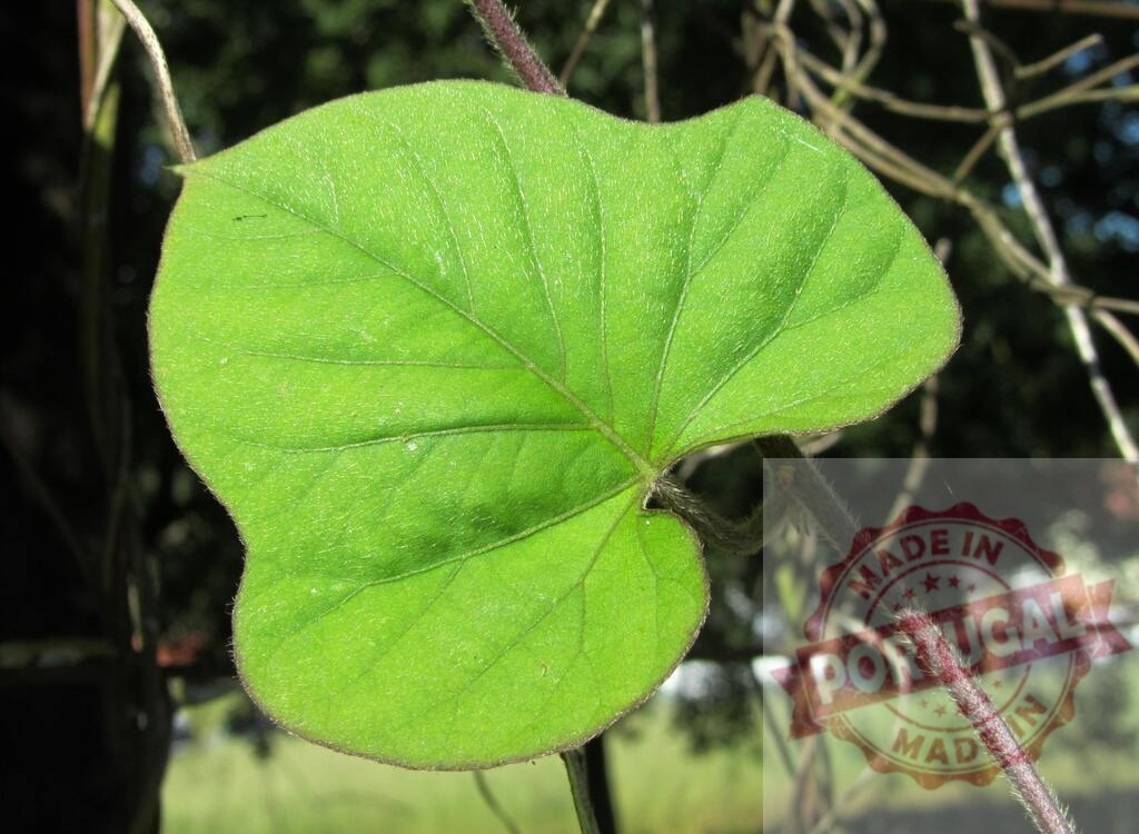 Green leaf growing on hairy vine in sunlight | Green leaf with visible veins catching sunlight on a vine stem - Realisiert mit Pictrs.com