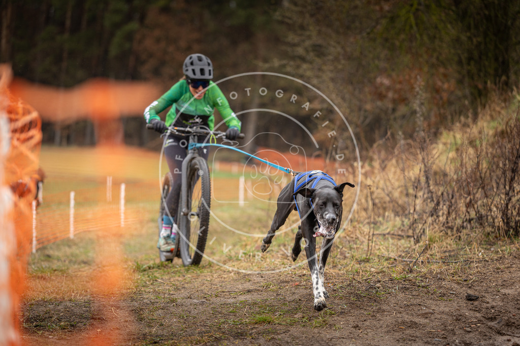 DV3A9344 | Hundefotografie, Tierfotograf, Pfotenfotografie, Fotoshooting Hund, Hunde Portrait, Hundesport, Hundeportraits, Heideshooting, Hunde, Sportfotograf, Hundefotograf, Turnierhundsport, THS,  - Realisiert mit Pictrs.com