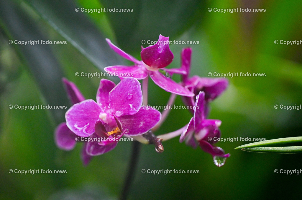 Botanischer Garten Linz_ Orchideen_ 21.01.2025-3 | 21.01.2025, Botanischer Garten Linz, AUT, Orchideen, im Bild Orchidee, Blume, Bluete, Pflanze, Tropenhaus, tropisch, Farbe, exotisch, bunt, Flora, Natur, Feature, Symbolbild