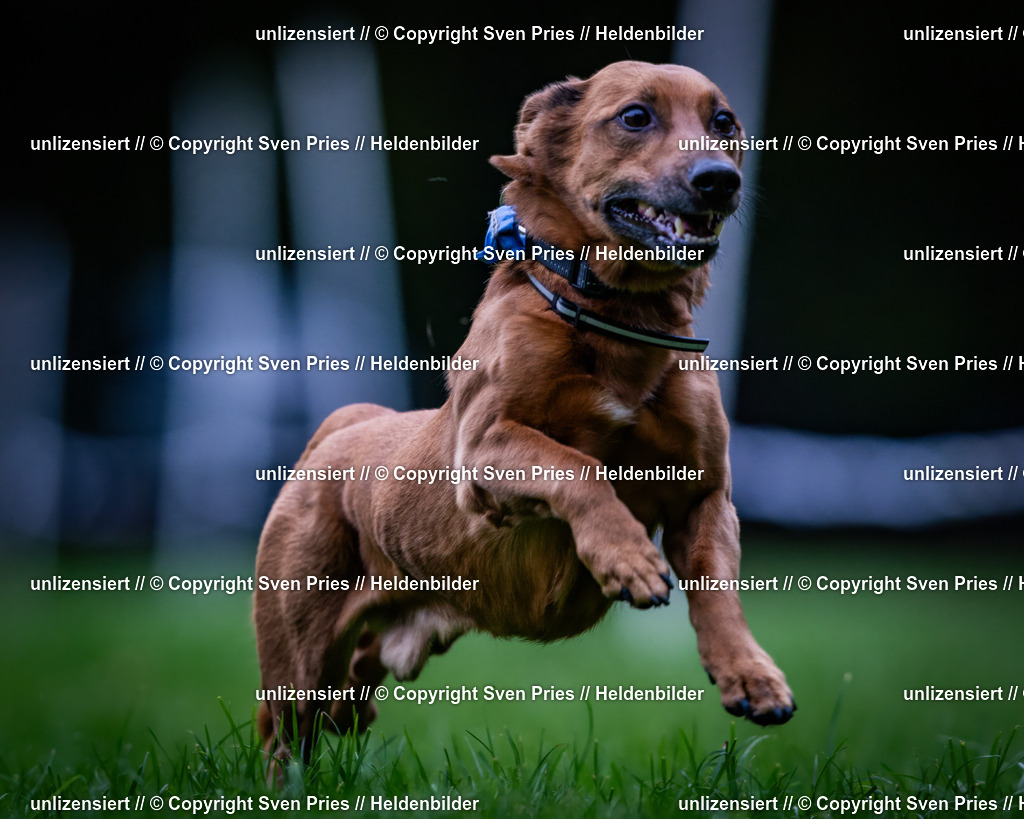 Sven Pries | 2024-10-19 - Hunderennen Ober-Grombach - Realisiert mit Pictrs.com