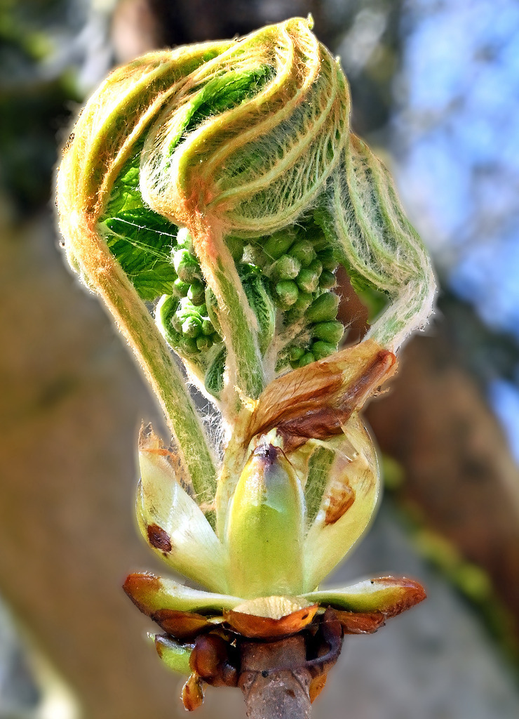 Kastanienblüte07h | lucisnaturbilder - Realisiert mit Pictrs.com