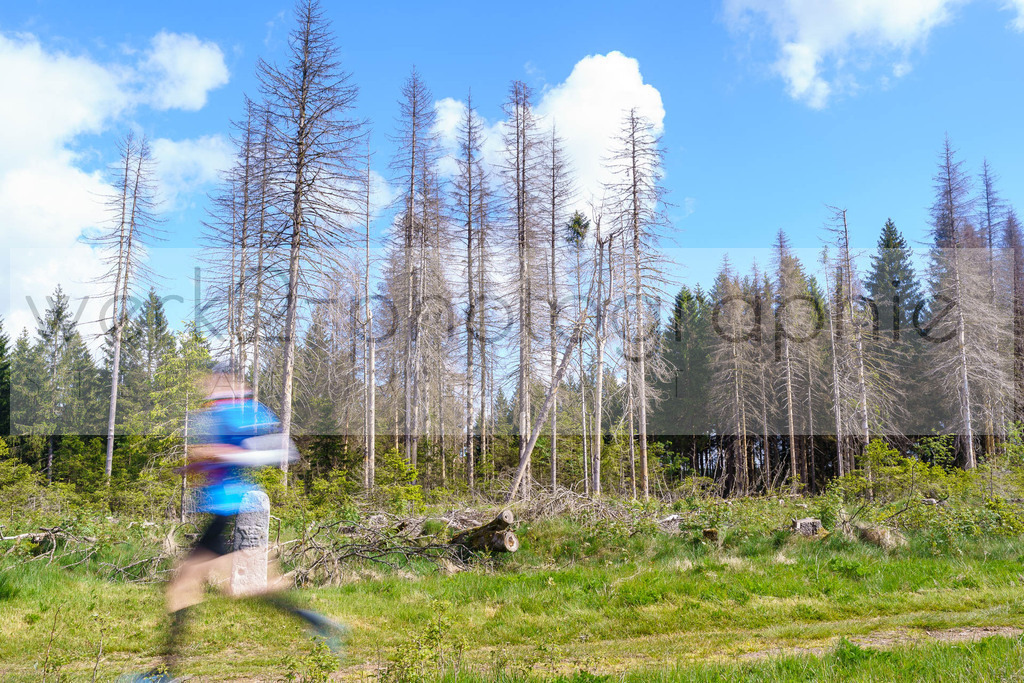 Rennsteiglauf Marathon 2025 | Marathon von Neuhaus/Rwg. nach Schmiedefeld/Rstg. am 17. Mai 2025