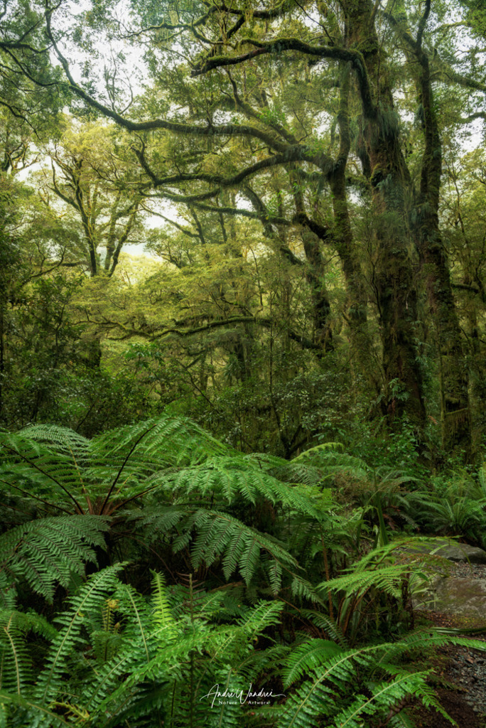 Grüne Idylle | Andre Wandrei - Nature Artworx - Realisiert mit Pictrs.com