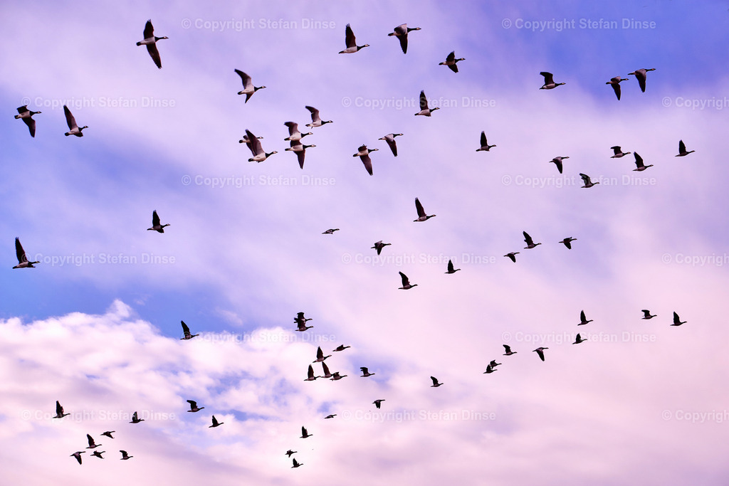 _DSC4430 | Findlinge im Eis, Zeesenboote bei der Traditionsregatta, eine Seebrücke im Sonnenaufgang - mit den Bildern aus dieser Galerie erhalten Sie wunderschöne Aufnahmen über das ganze Jahr. Ein tolles Produkt zum Verschenken, Werben oder zum Träumen vom nächsten - Realisiert mit Pictrs.com