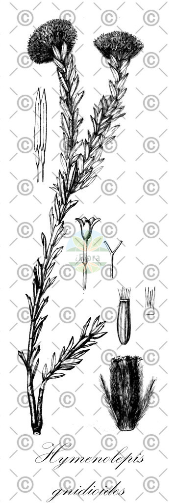 HistAbb_wfo-0001212221_1_ENZY_Simple | Historische Abbildung von Hymenolepis gnidioides - Asteraceae | Historical Illustration of Hymenolepis gnidioides - Asteraceae