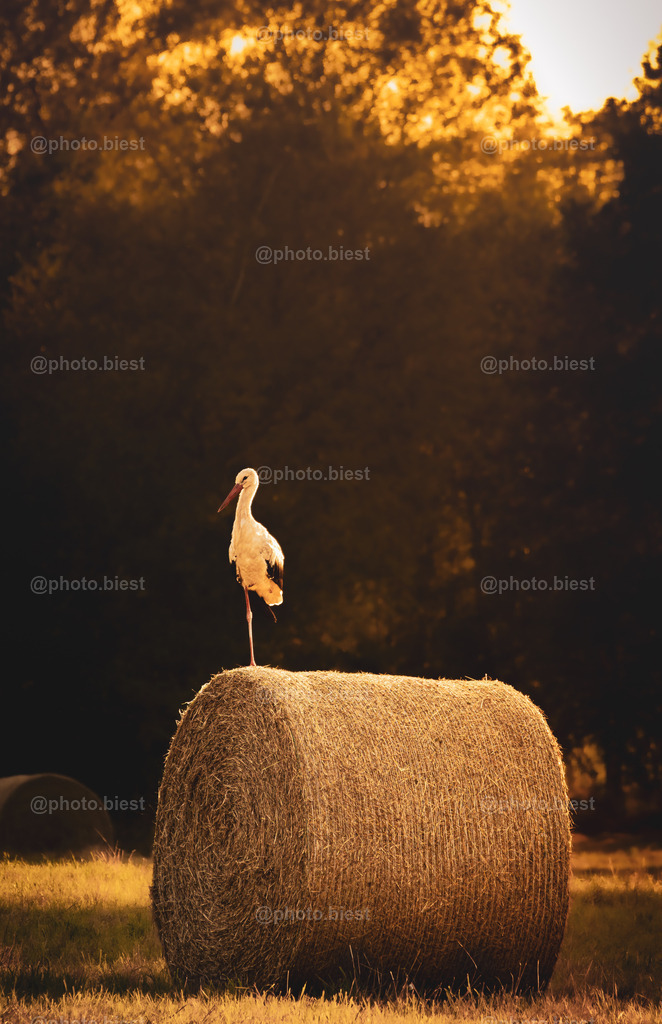Einbeinstorch | Ein Storch auf einen Heuballen im Sonnenuntergangslicht. - Realisiert mit Pictrs.com
