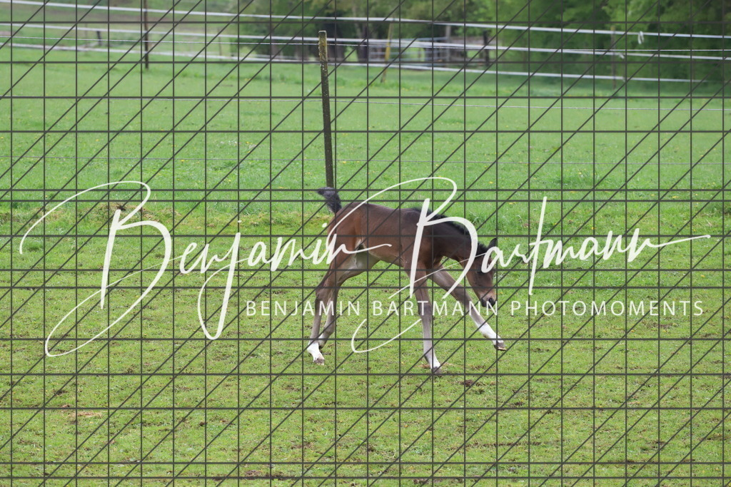 IMG_4332 | Benjamin Bartmann Photomoments