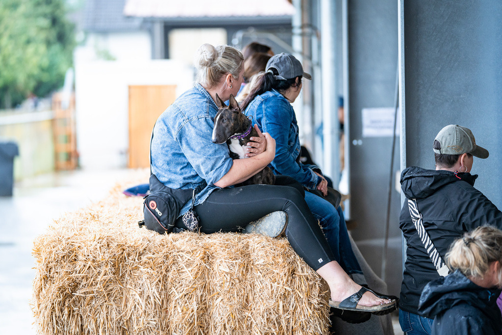 DSC01203 | Pferdegrafie