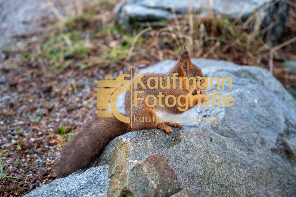 2112_Stockholm_Skansen-9730 | kaufmannfoto - Realisiert mit Pictrs.com