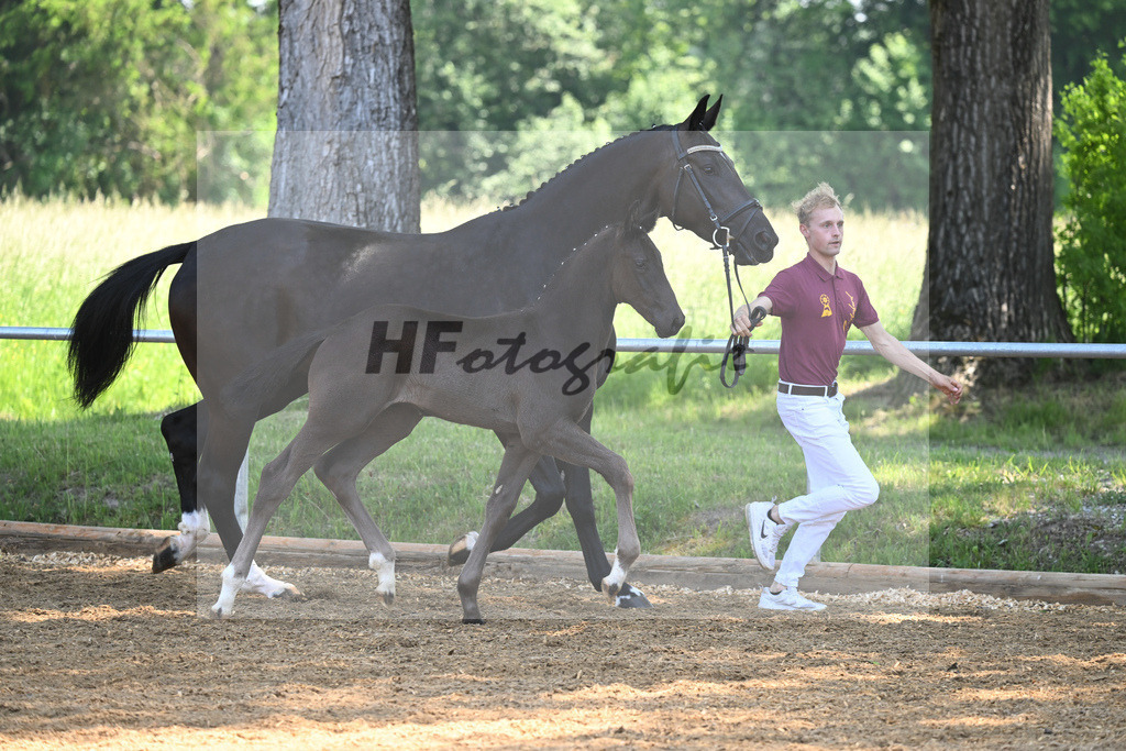 Kat-Nr. 7 HF Imposantos_Schindele_14230256 | hf-fotografie - Realisiert mit Pictrs.com