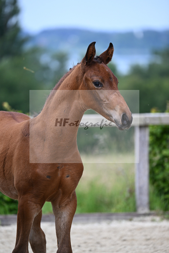 Va Bene x Fahrenheit_HF_Bosch_19240054 | hf-fotografie - Realisiert mit Pictrs.com