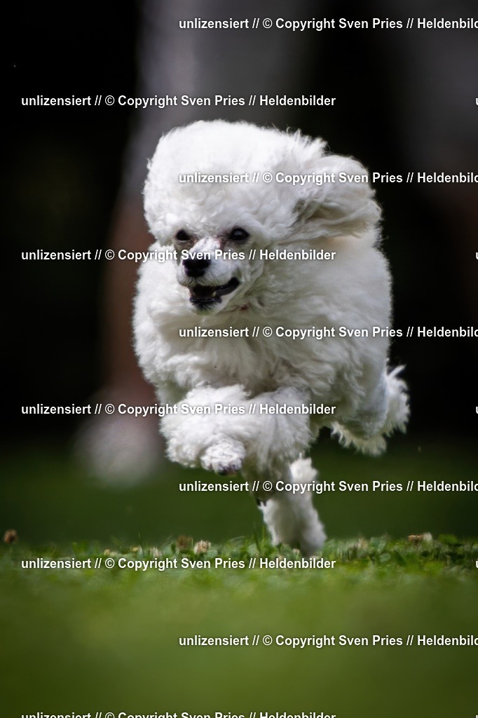 Sven Pries | 19. Allgemeines Hunderennen Karlsruhe Durlach - Realisiert mit Pictrs.com