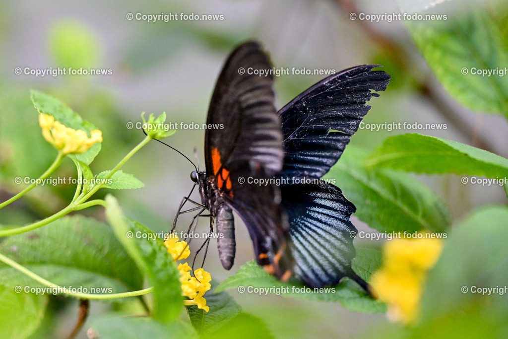 Botanischer Garten Linz_ Schmetterlinge_ Orchideen_ 21.01.2024-62 | 21.01.2024, Botanischer Garten Linz, AUT, Schmetterlinge, im Bild tropische Schmetterlinge, Schmetterling, Falter, Natur, Tiere, Blumen, Pflanzen, Insekten, Butterfly, Tropenhaus