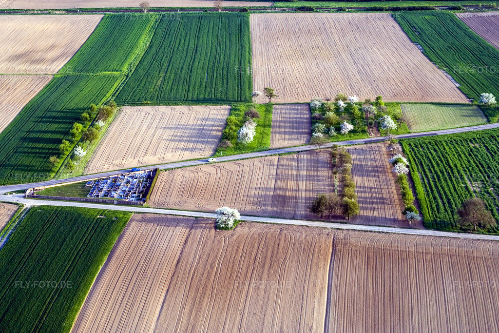 Luftbild: Blühende Obstbäume im Frühling mit Schattenbildung durch Lichteinstrahlung auf einem Feld in Hoffen im Bundesland Bas-Rhin in Frankreich. Foto: IMG_10635.jpg vom 04.05.2008 durch Werner Riehm/FLY-FOTO.de