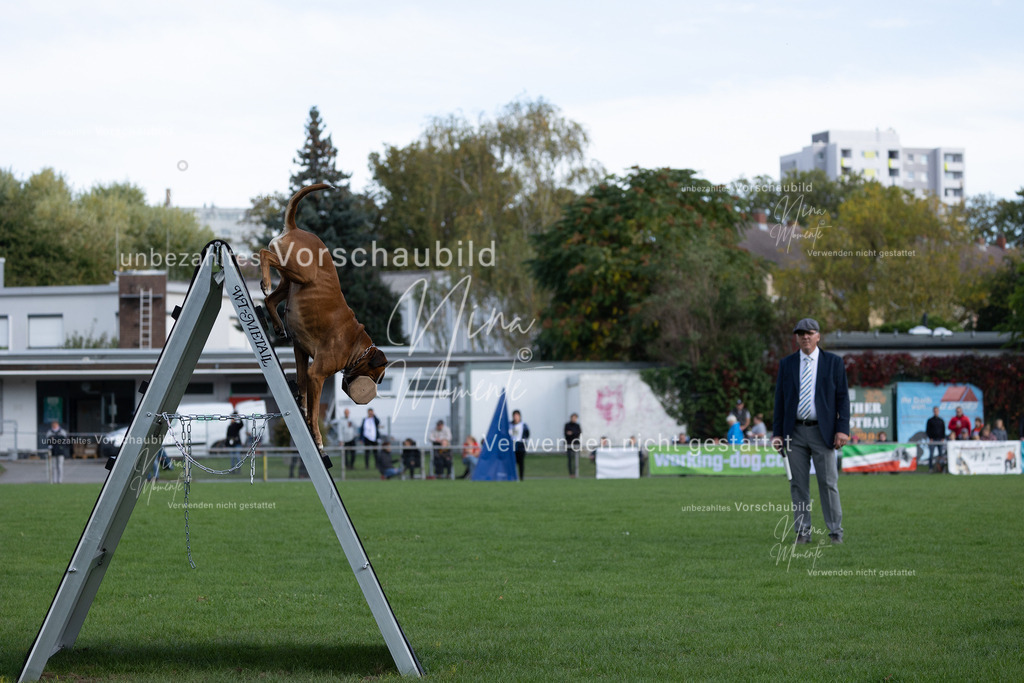 _16A5635 | Einzigartige Fotos von Hunden & Menschen –Actionfotos, Portraits, Vereinsaufnahmen & Paarshootings – authentisch, lebendig & mit Herz.