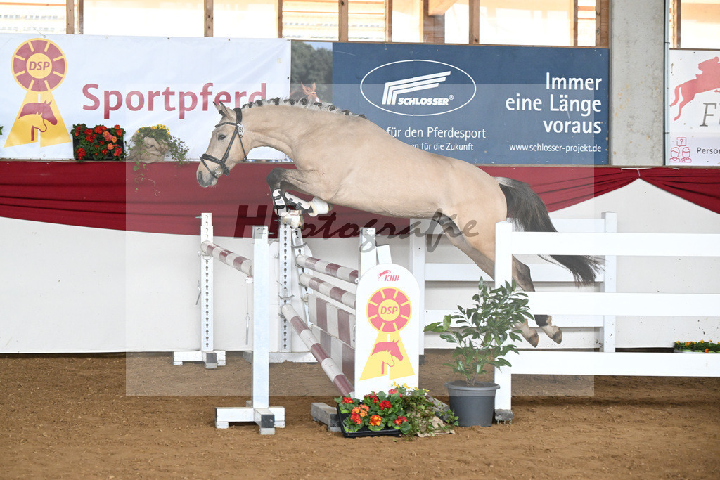 Kat-Nr. 50 Gruendleinhofs Gluecksgarant v. Gold Garant NRW_Kaus_16250485 | hf-fotografie - Realisiert mit Pictrs.com
