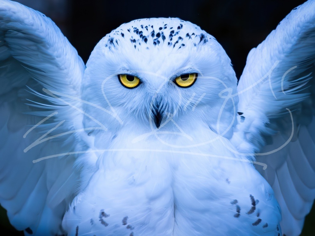 Schneeeule | Naturschönheiten aus Deutschland. Pflanzen und Tiere, Insekten und Naturschauspiele. Alle schönen Details, die uns umgeben, fotografiert von Michi Moc.  - Realisiert mit Pictrs.com