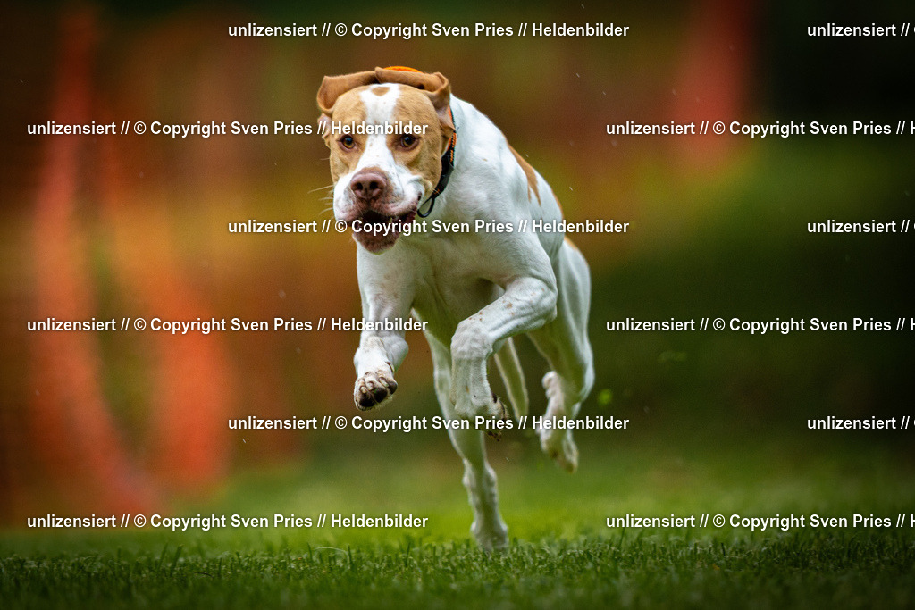 Sven Pries | 2025-09-21 - Hunderennen Baden-Oos - Realisiert mit Pictrs.com