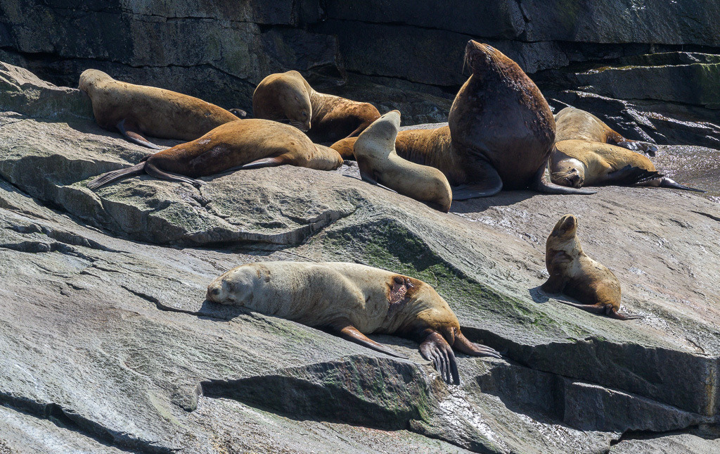 Alaska | Kenai Fjords National Park Cruise. - Realisiert mit Pictrs.com
