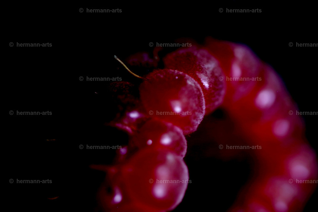 Fruits-Art-026 | Photo Foto Kunst Art schwarzweiss Bilder Rheine Münster Berlin Blumen 