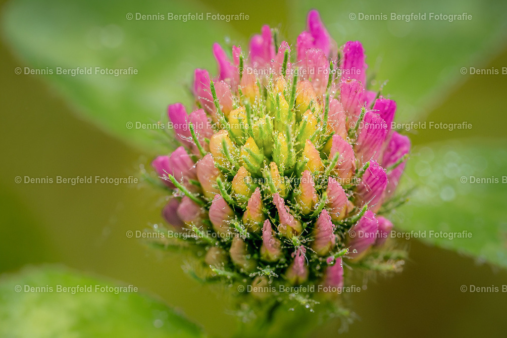 Flower 20 | Entdecken Sie Natur, Makro und Tierfotografie von Dennis Bergfeld.Besondere Momente und Details der Natur, hochwertig als Foto und Wandbild erhältlich. - Realisiert mit Pictrs.com