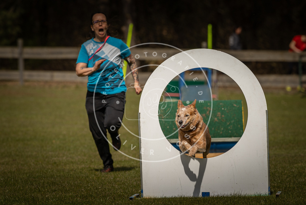 Pfotenfotografie_DV3A5795 | Hundefotografie, Tierfotograf, Pfotenfotografie, Fotoshooting Hund, Hunde Portrait, Hundesport, Hundeportraits, Heideshooting, Hunde, Sportfotograf, Hundefotograf, Turnierhundsport, THS,  - Realisiert mit Pictrs.com