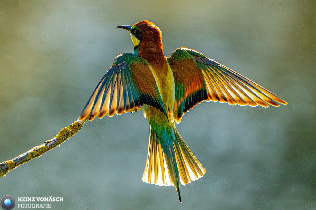 Tiere_0019 | Alle Bilder von Heinz Vonäsch Fotografie können alle zu günstigen Preisen gekauft werden! Download der Bilder, Ausdrucke, Postkarten, Tassen T-Shirts, Kalender, Alu- Dibond usw. - Realisiert mit Pictrs.com