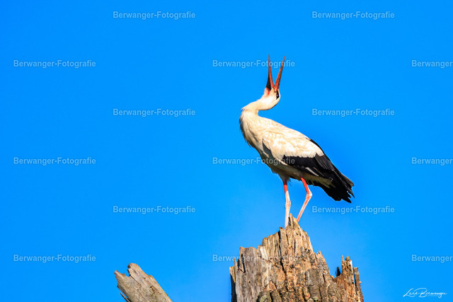 R62_5083_LGO | Berwanger Fotografie | Verschönern Sie Ihr Zuhause mit Natur-, Tier,- oder Stadtmotiven. Auf Leinwand, als Foto und vielen mehr! - Realisiert mit Pictrs.com