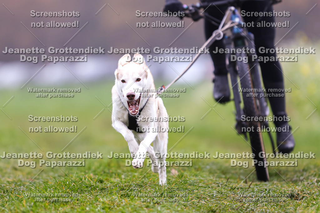 Dog Paparazzi - Visbeck 25 -162 | Dog Paparazzi Jeanette Grottendiek Fotografie & Videografie - Realisiert mit Pictrs.com