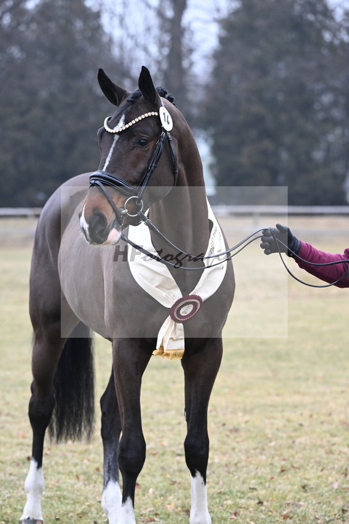 Kat.-Nr. 14 v. Cornet_s Balou (Balou du Reventon Z)_Keitel und Laue_3265810 | hf-fotografie - Realisiert mit Pictrs.com