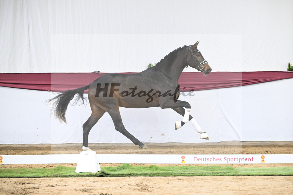 Kat-Nr. 139 Escolar x Rubin-Royal_2M2 Horese I Bastad AB_47250336 | hf-fotografie - Realisiert mit Pictrs.com