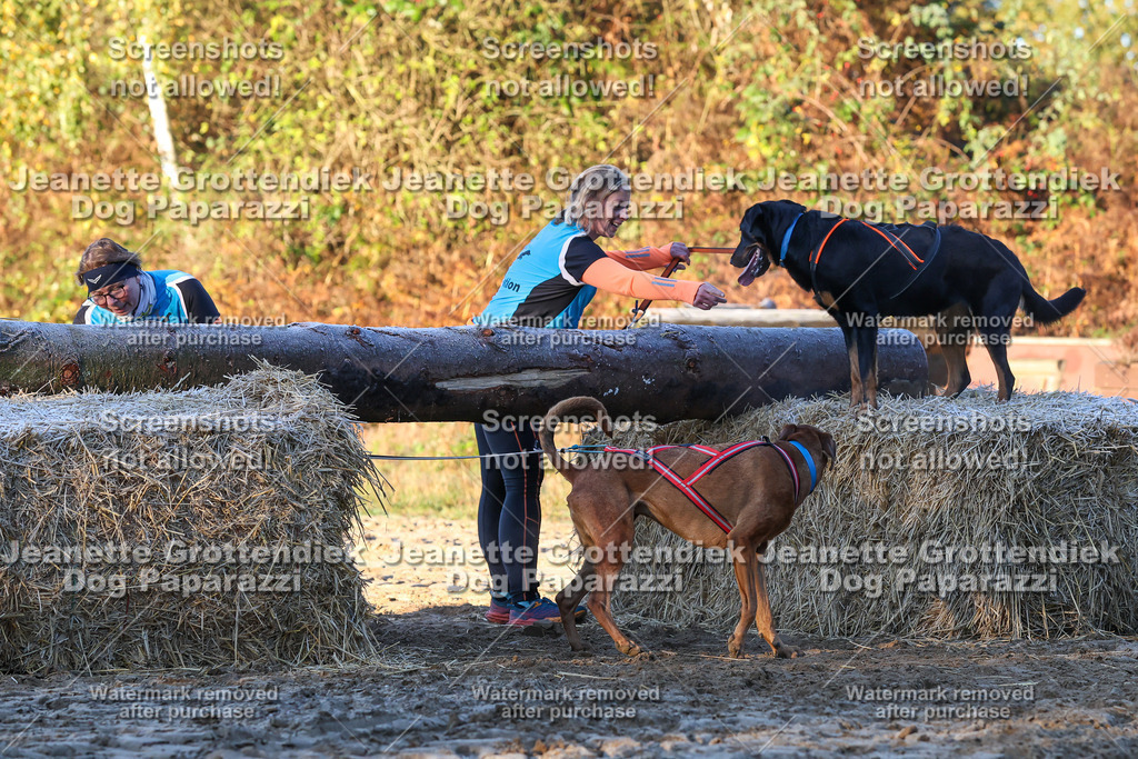 Dog Paparazzi - Strongdog 10-25-616 | Dog Paparazzi Jeanette Grottendiek Fotografie & Videografie - Realisiert mit Pictrs.com